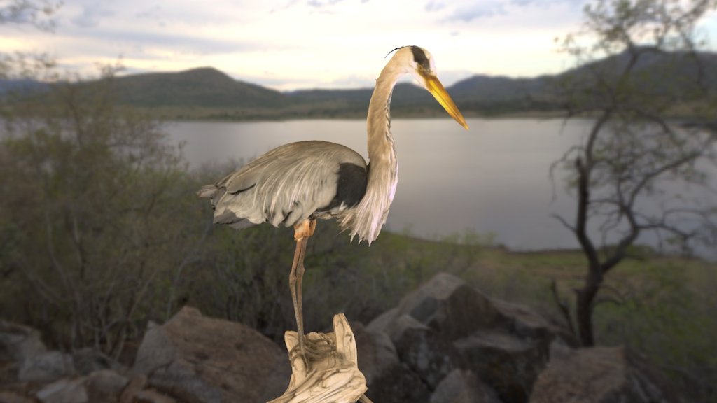 Great Blue Heron (with sound)