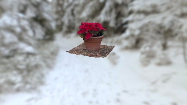 Poinsettia 3D Model