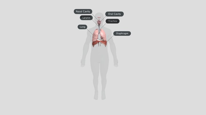 Respiratory System 3D Model