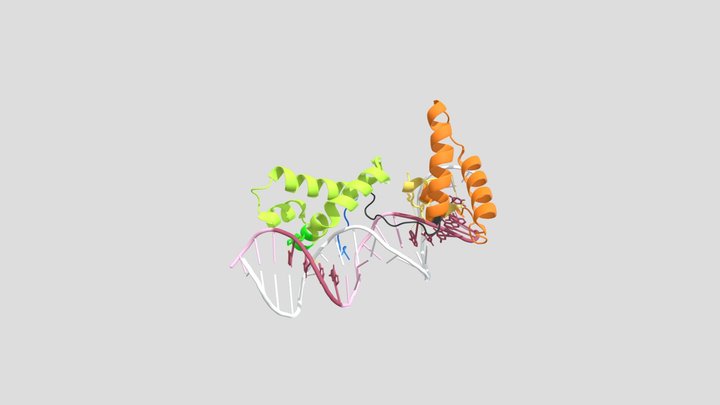 Crystal structure of the CENP-B-DNA complex 3D Model