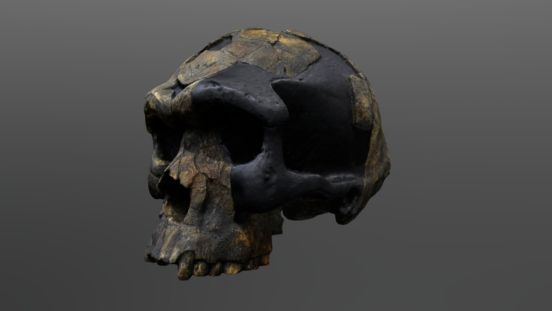Homo sapiens Idaltu Cranium