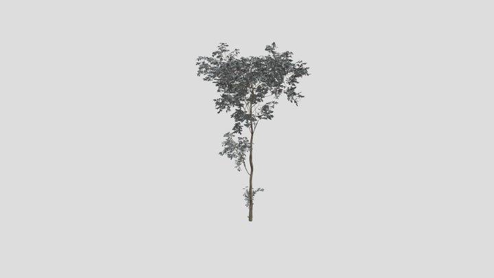 Combretum Molle Tree V3 – Modello 3D gratuito STL