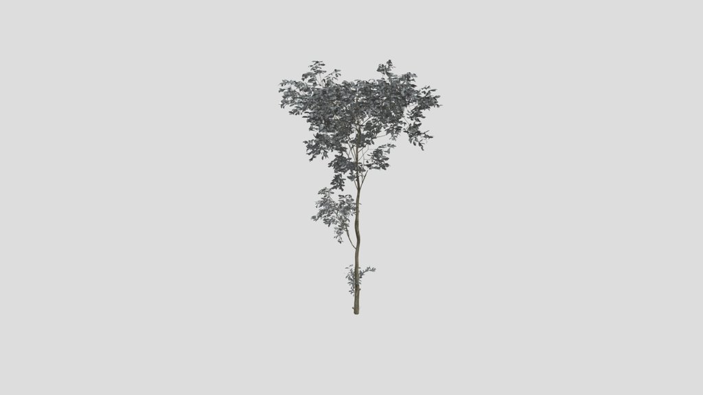 Combretum Molle Tree V3