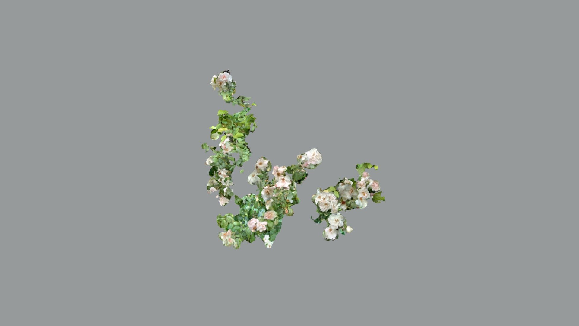 Rose 2
