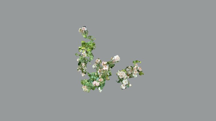 Rose 2 3D Model