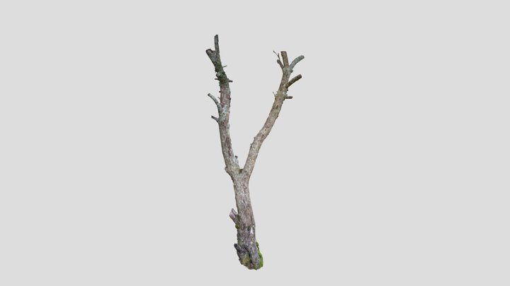Apple Tree Trunk 3D Model