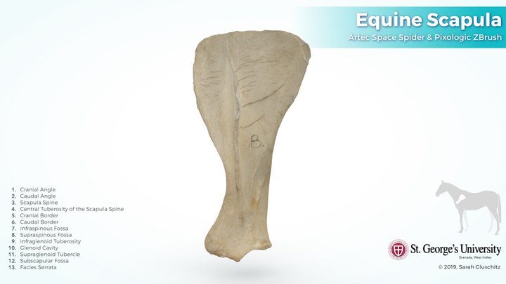 Equine Scapula (left) 3D Model