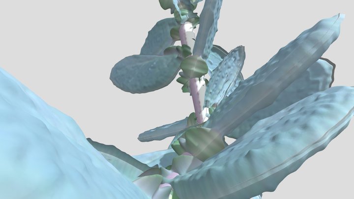 2 Vegetative Shoots Of Seaoyster Plant 3D Model