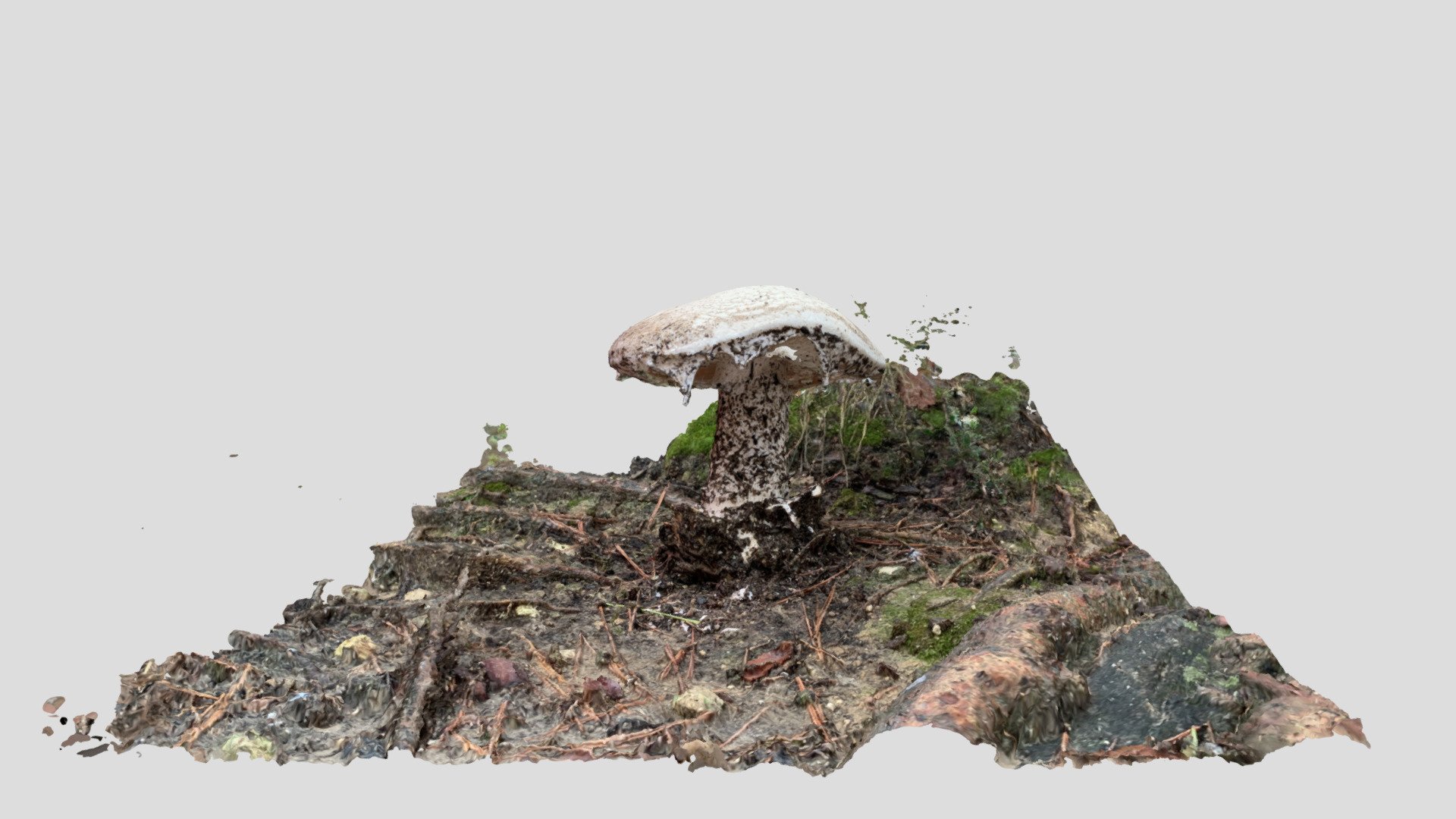 White mushroom