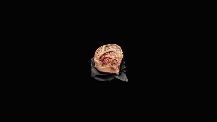 Head w sutures 3D Model