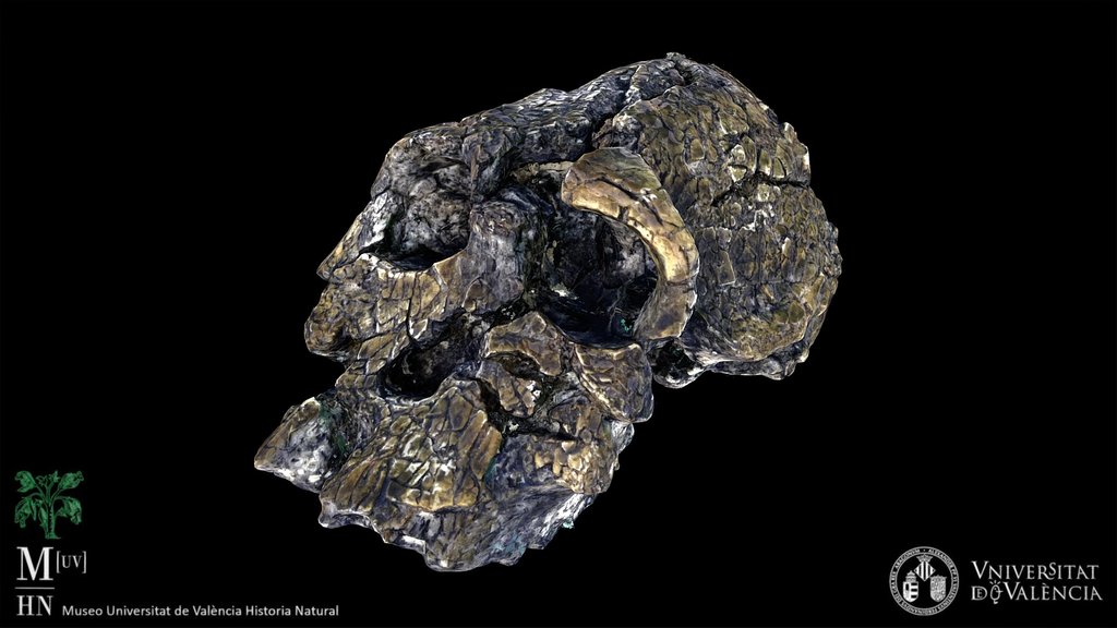 Kenyanthropus platyops skull (cast)