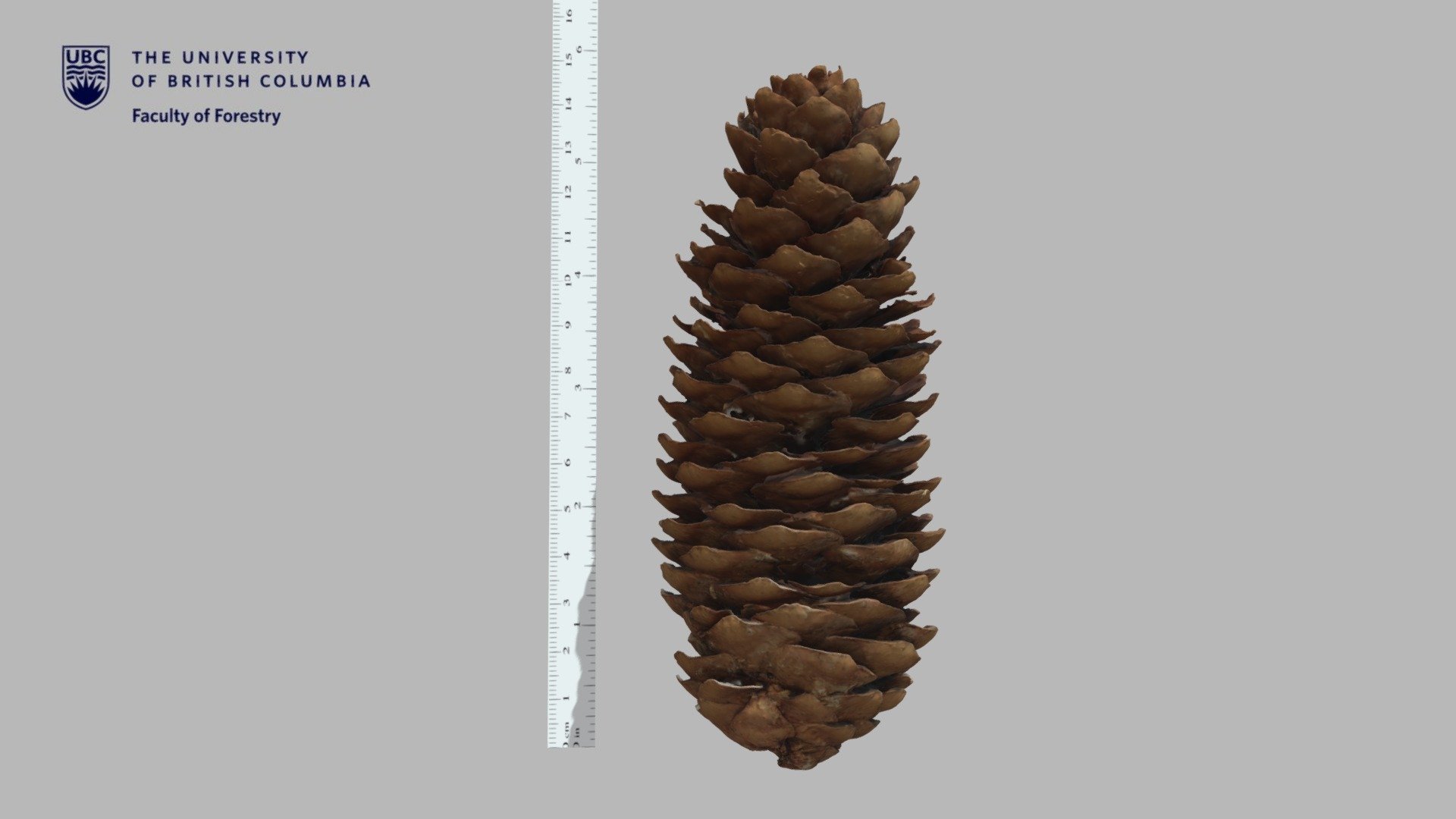 SA10 - Picea abies