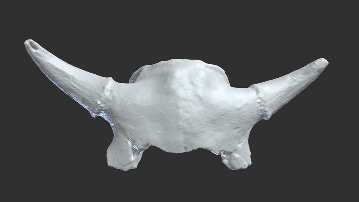 Bison skull (late Holocene). Big Bone Lick, KY 3D Model