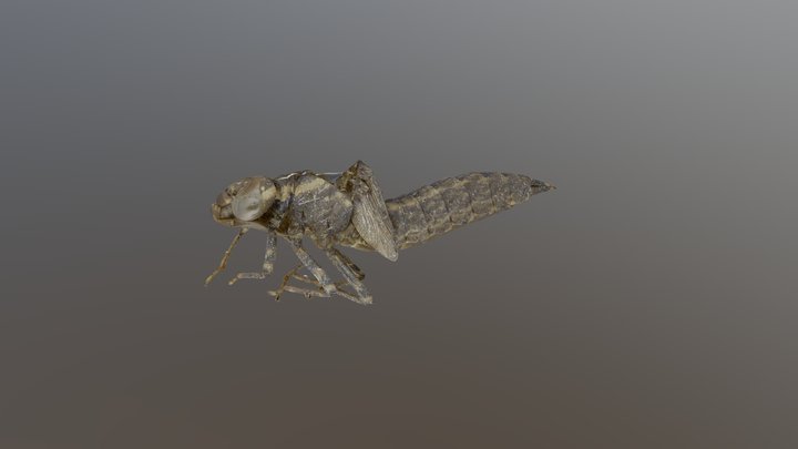 Odonata larvae dragonfly 3D Model