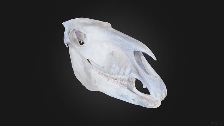 Череп лошади – Kostenloses 3D-Modell STL