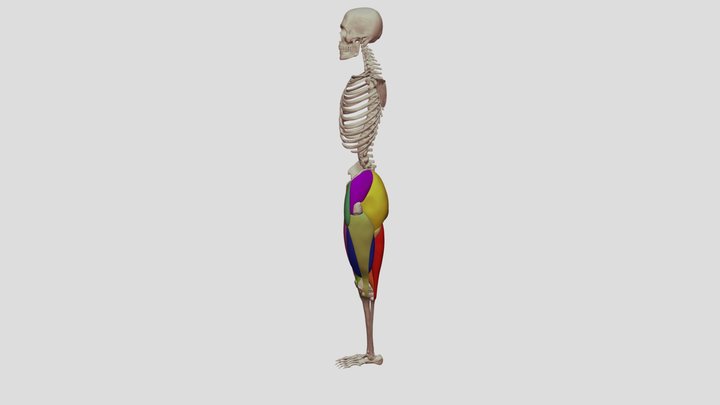 Muscles of the Thigh 3D Model