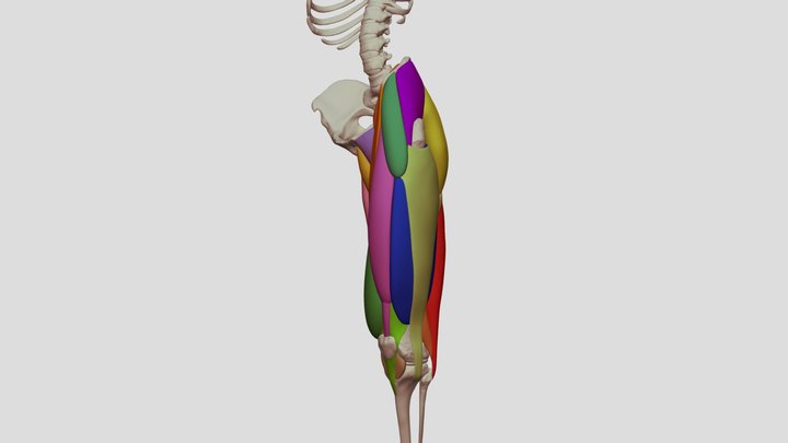Muscles of the Thigh 3D Model