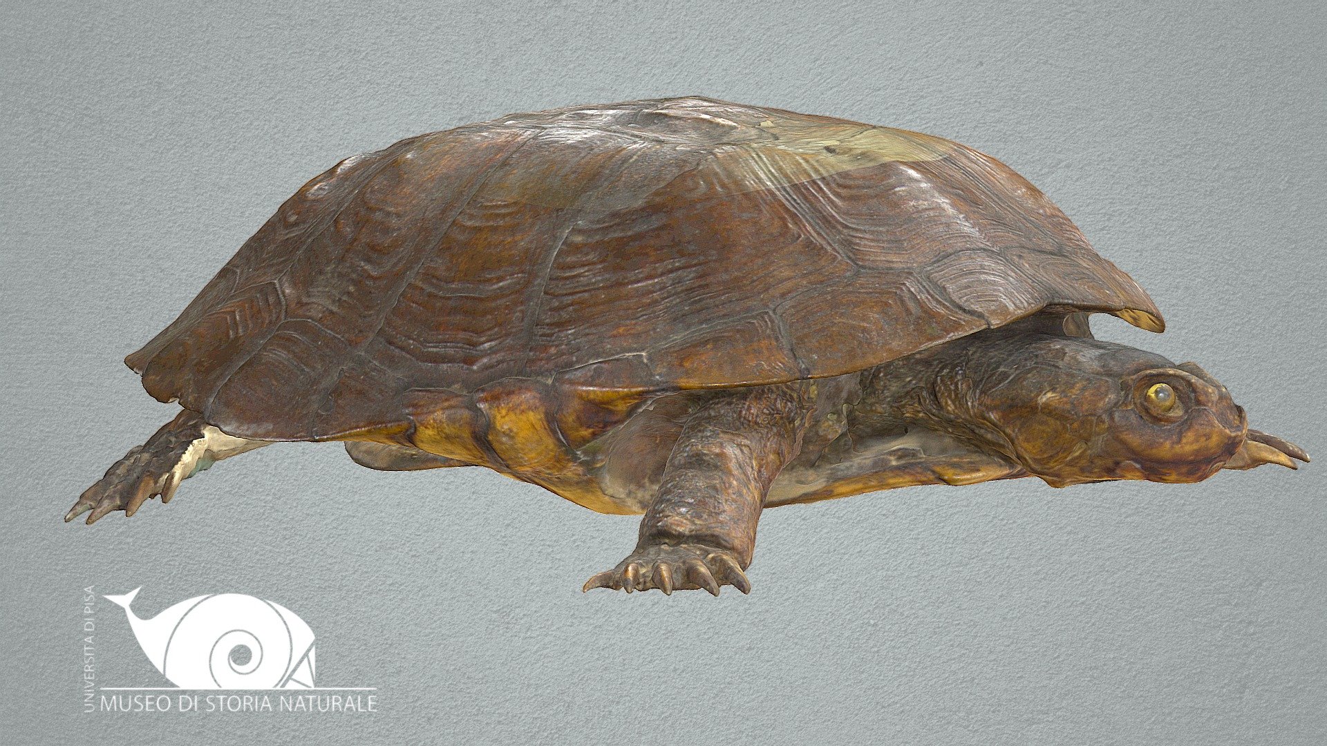 South African Helmeted Terrapin - 3d Model By Natural History Museum 