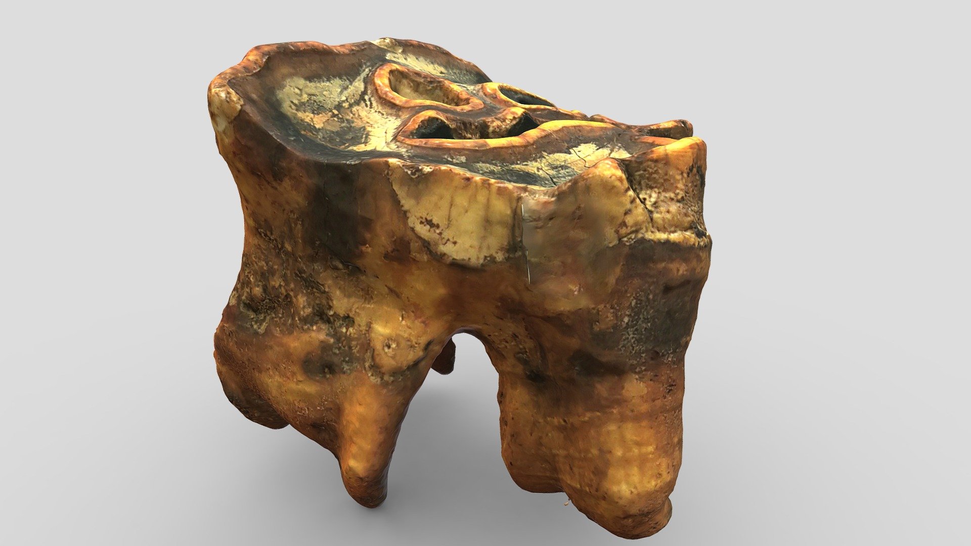 Коренной зуб носорога | Rhinoceros molar