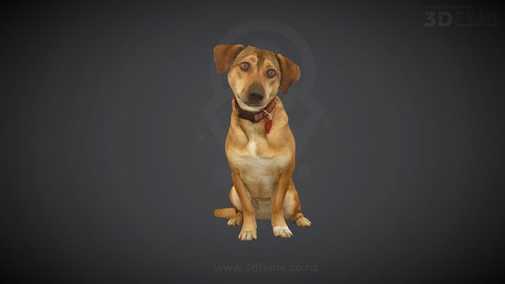 Helena (Turkish Street Dog)/ Photogrammetry Scan 3D Model