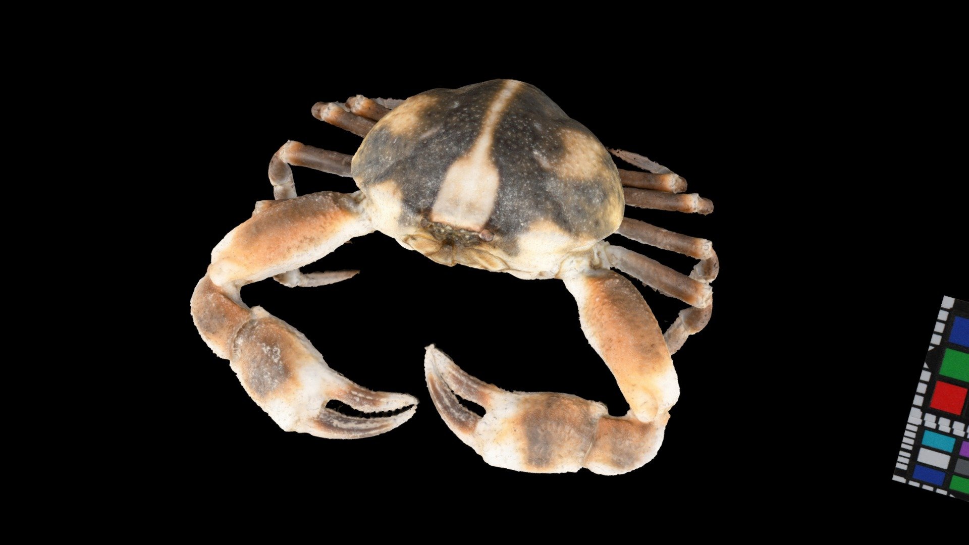 マメコブシガニ the leucosiid crab, Pyrhila pisum