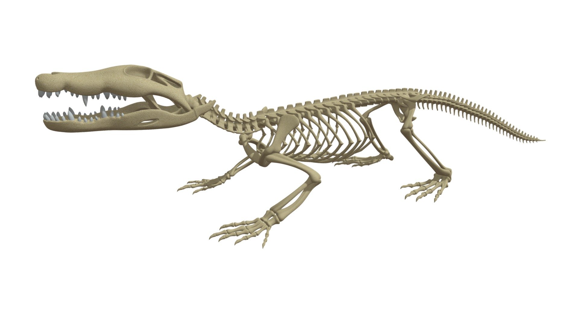 Рептилии ребра. Скелет крокодила. Скелет нильского крокодила. Скелет варана. Гавиал крокодил скелет.