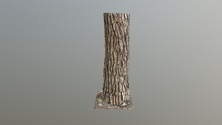 Loblolly Pine Trunk - KIRI Engine Remesh – Free 3D Model STL