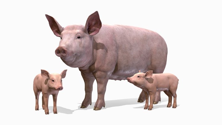 Pig Family animations 3D Model