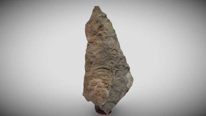 NERINEA LIMESTONE PIZZO MULETTA 3D Model