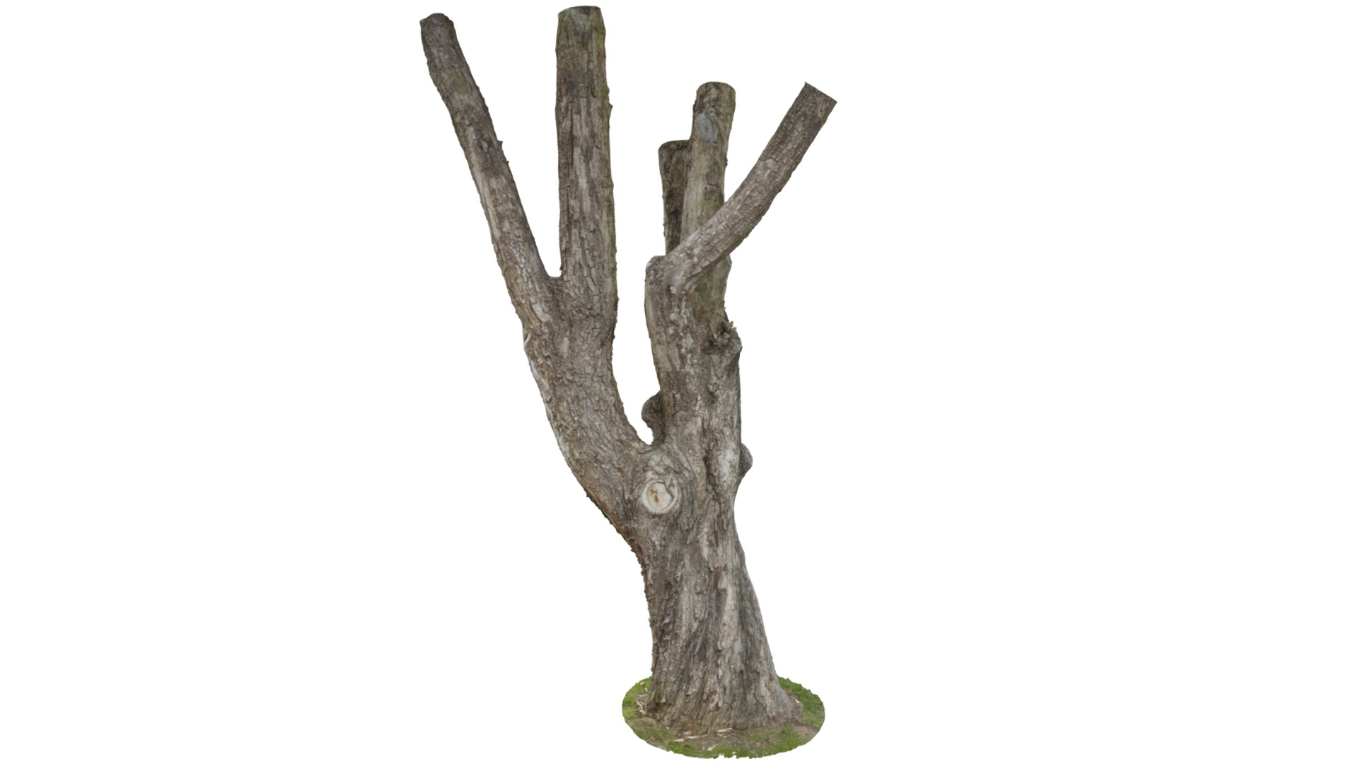 3D model Charles Barkley - This is a 3D model of the Charles Barkley. The 3D model is about a tree stump with a stick.