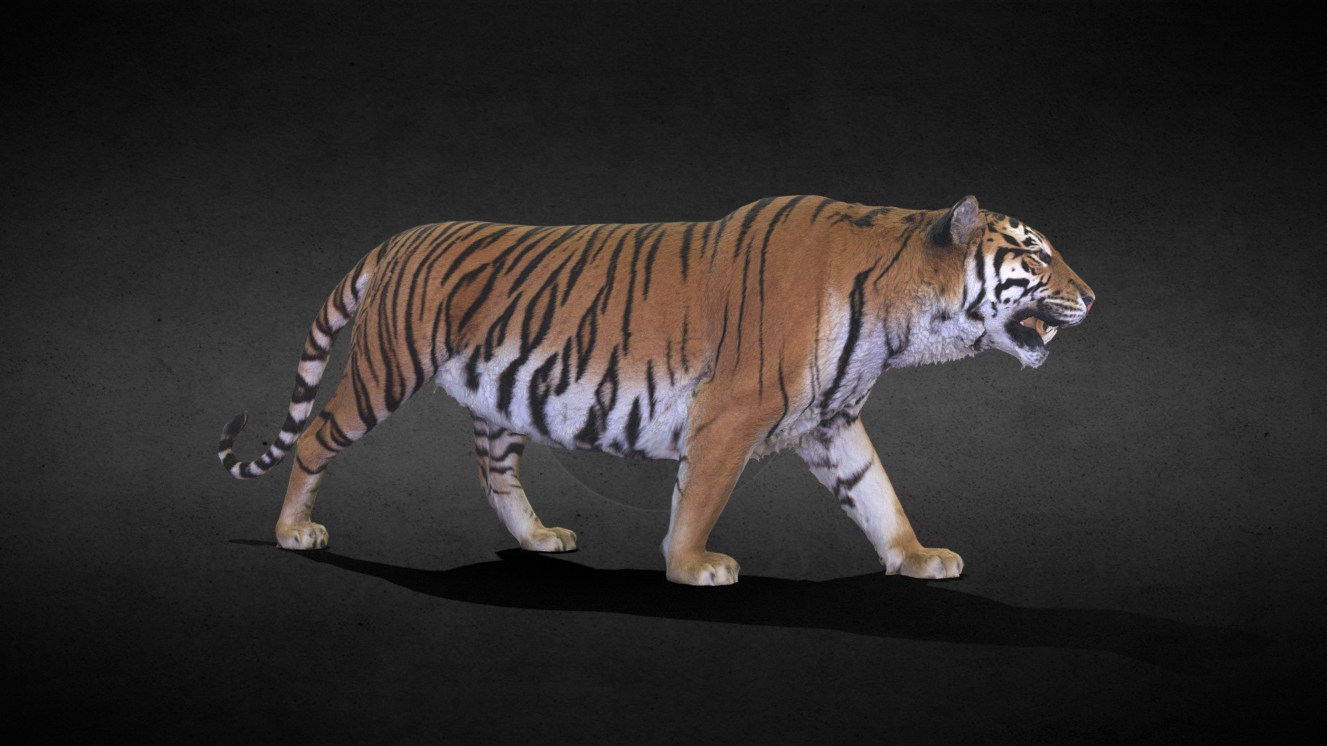 Tiger 3D models - Sketchfab