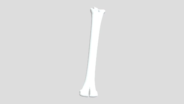 Alpaca - Left Metatarsal - Cannon 3D Model
