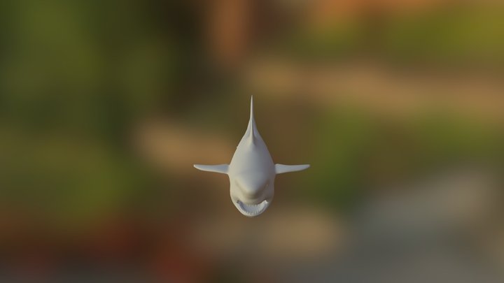Shark 3D Model
