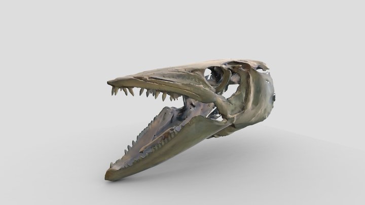 Barracuda (Sphyraena barracuda) Skull 3D Model