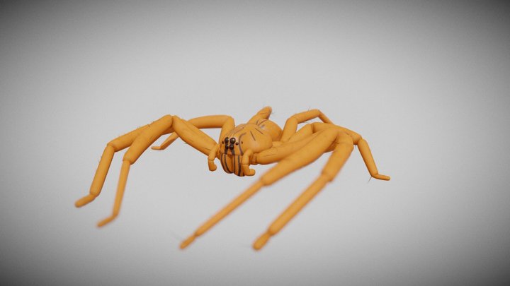 The wandering spider 3D Model