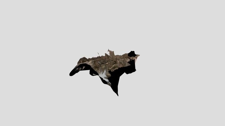 pine 3D Model