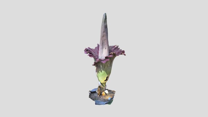 Corpse Plant @McMasterBioGreenhouse 3D Model