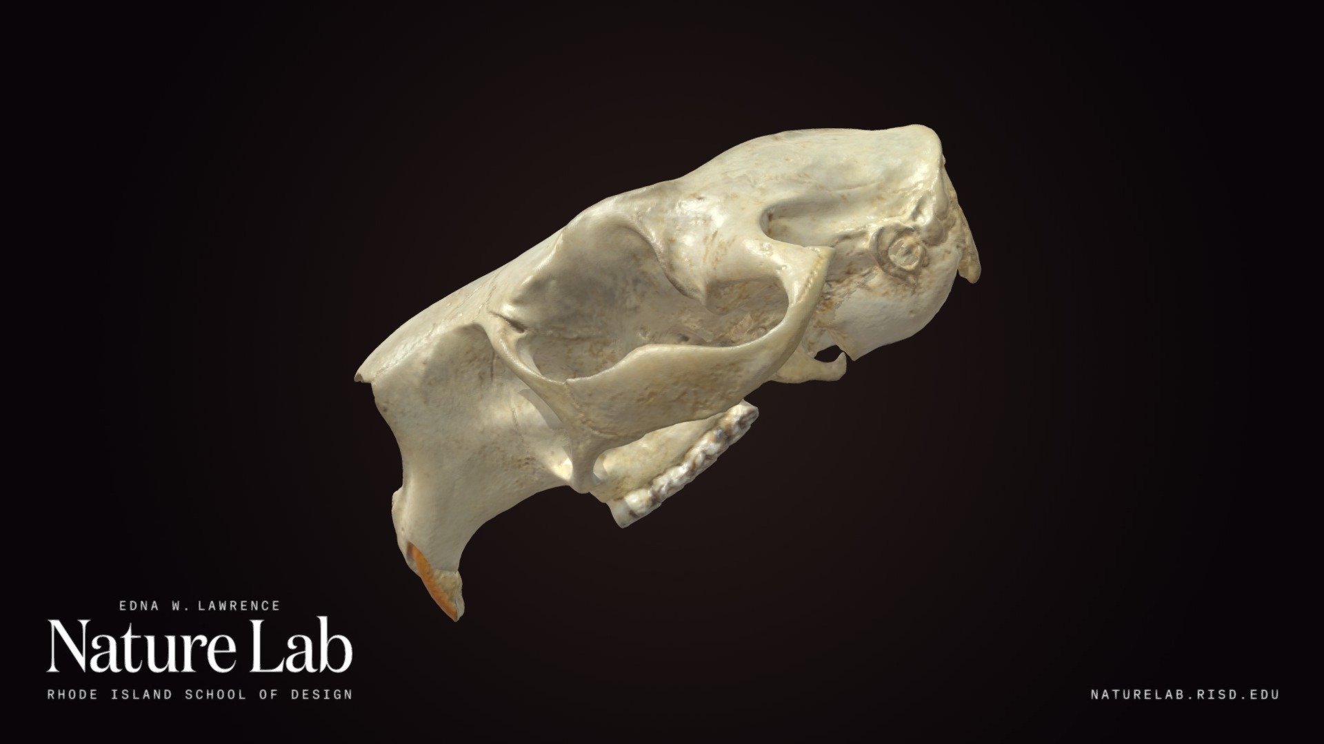 Porcupine cranium
