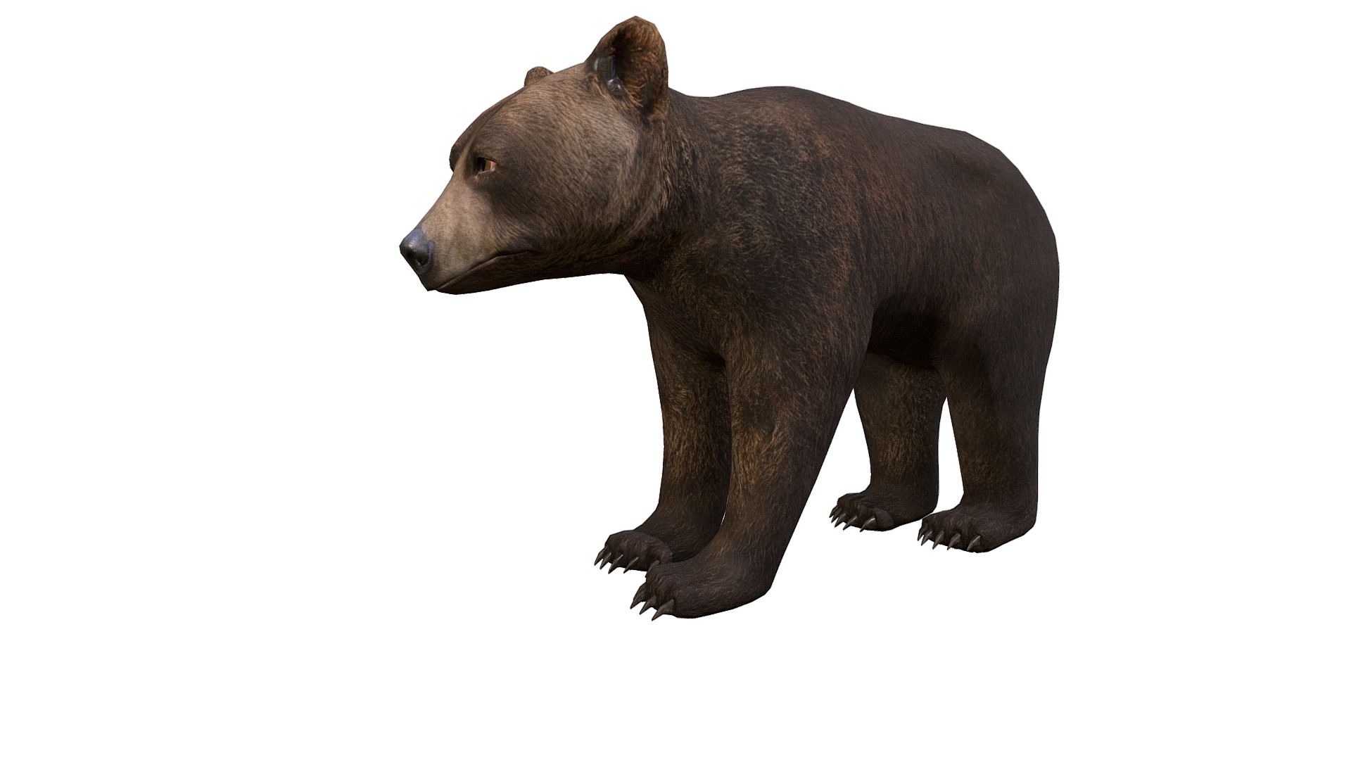 3D model Bear Cub - This is a 3D model of the Bear Cub. The 3D model is about a black bear walking.