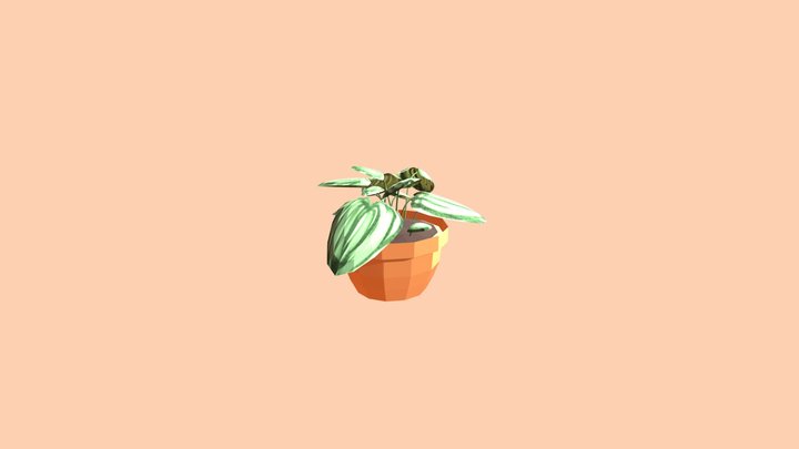 Peperomia pot (COMMISSION) 3D Model