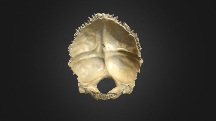 Occipital bone 3D Model