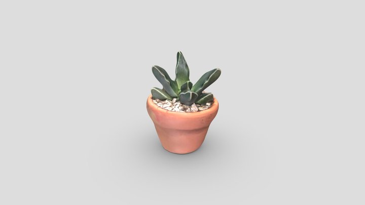 3D Cactus 3D Model