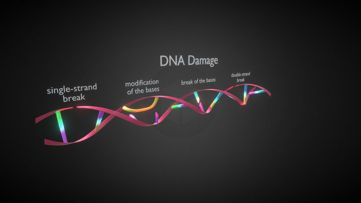 r_DNA 3D Model