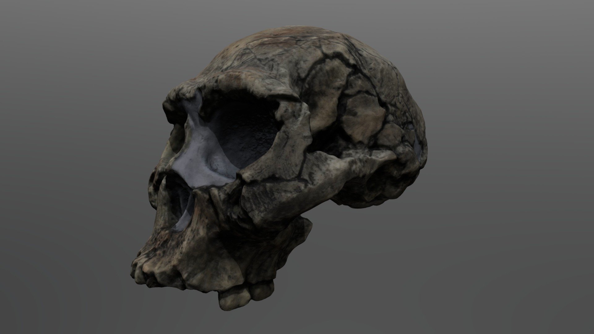 Homo erectus Cranium (Dmanisi 2)