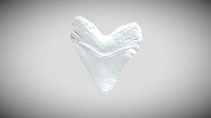 PRI_MegalodonTooth 3D Model