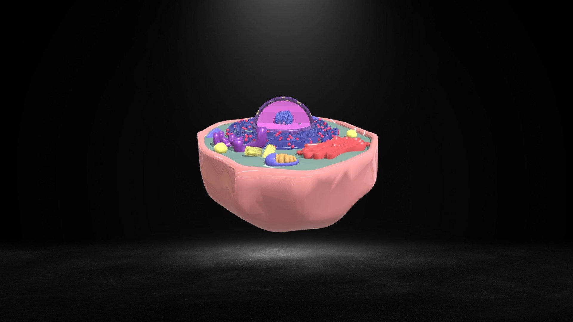 Животињска ћелија - 3D model by 3D animacija (@alekkavcic) [d241ccc ...