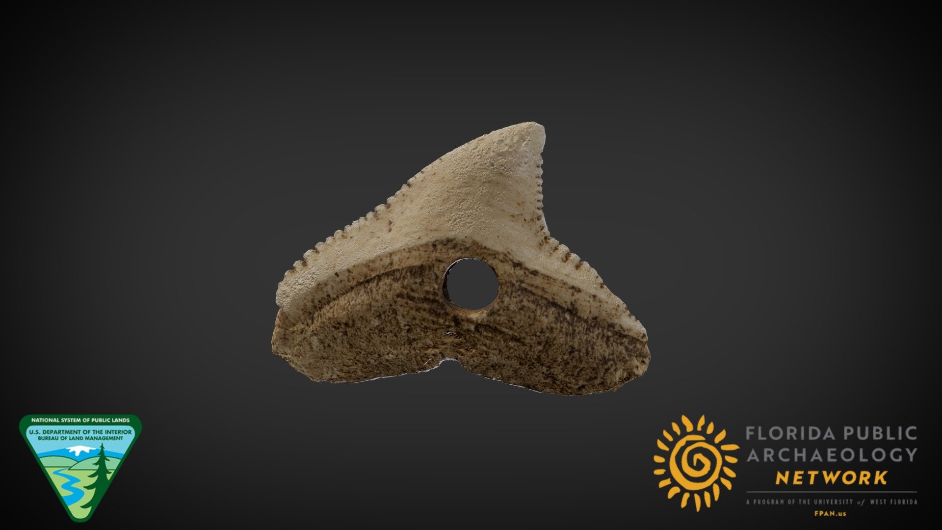 Drilled Sharks Tooth Download Free 3D model by Florida Public