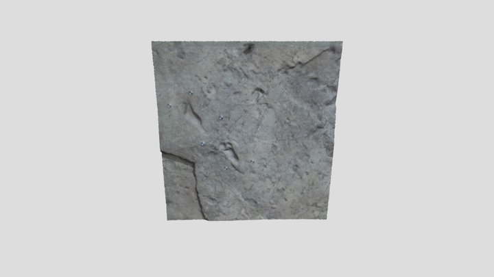 Laetoli footprints Site S (M9) 3D Model