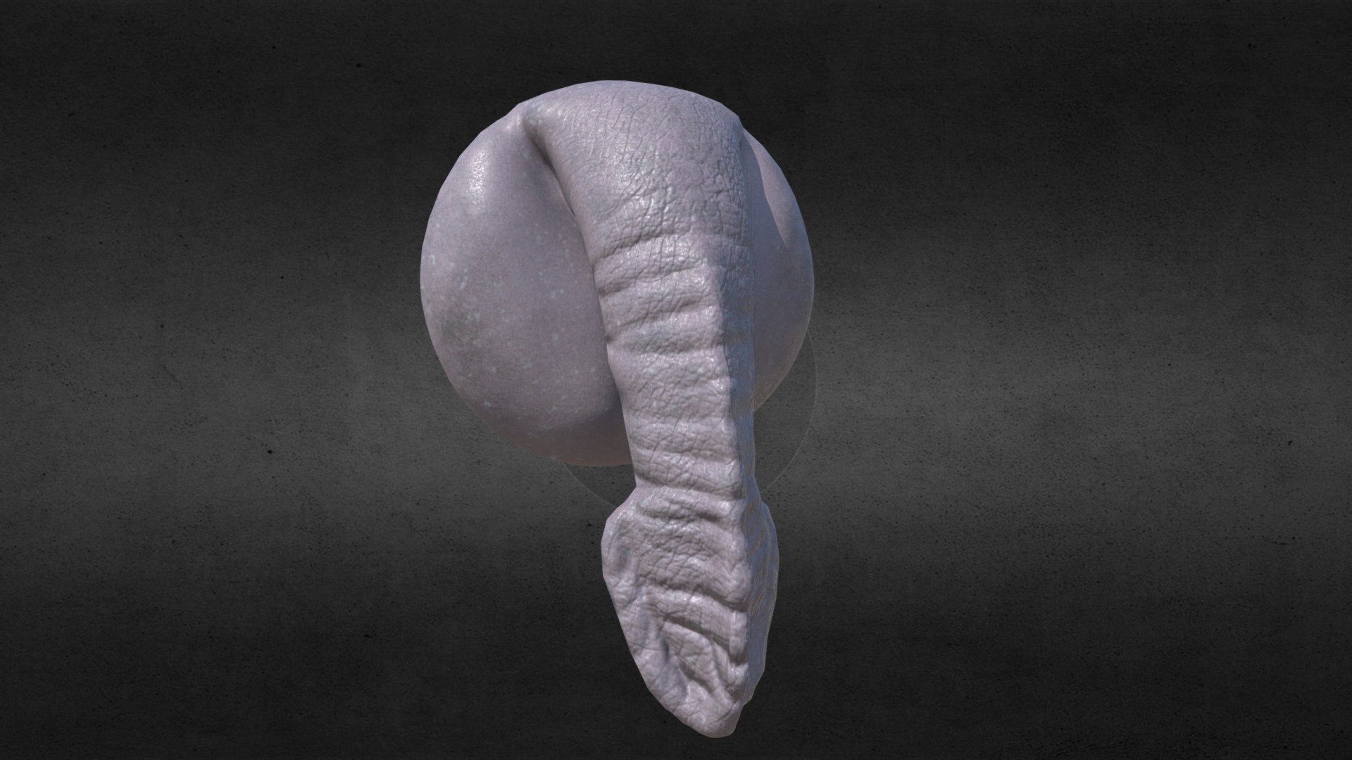 Animal-Hippo Tail