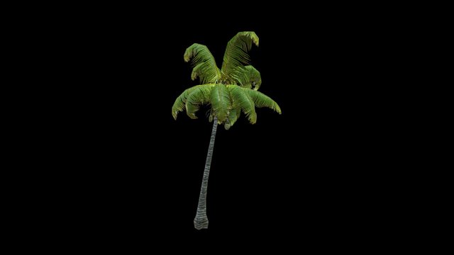 Coconut Palm 13 3D Model